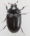 Orphilus ater - photo 5