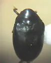Orphilus subnitidus