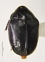 Orphilus subnitidus - photo 2
