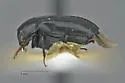 Orphilus subnitidus - photo 3
