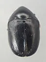 Orphilus subnitidus - photo 4
