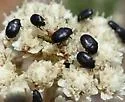 Orphilus subnitidus - photo 5
