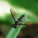Orphnabaccha coerulea