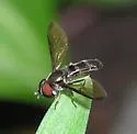 Orphnabaccha coerulea - photo 2