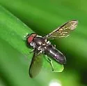 Orphnabaccha coerulea - photo 3