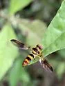 Orphnabaccha jactator - photo 2