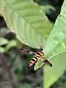 Orphnabaccha jactator - photo 3