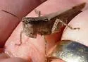 Spotted-winged Grasshopper