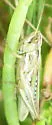 Spotted-winged Grasshopper - photo 2