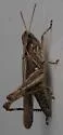 Spotted-winged Grasshopper - photo 4