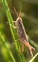 Spotted-winged Grasshopper - photo 5
