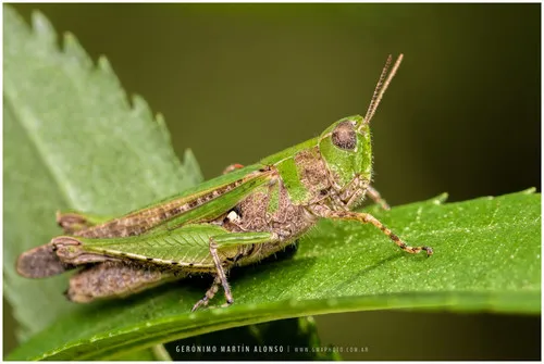 Orphulella punctata