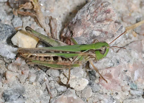 Slant-faced Pasture Grasshopper