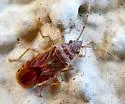 Orsillacis producta