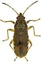 Orsillacis producta - photo 2