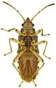 Orsillacis producta - photo 3