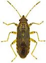 Orsillacis producta - photo 4