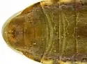 Orsillacis producta - photo 5