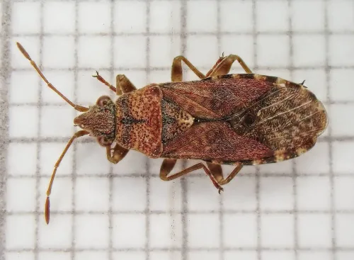 Orsillus depressus - photo 2