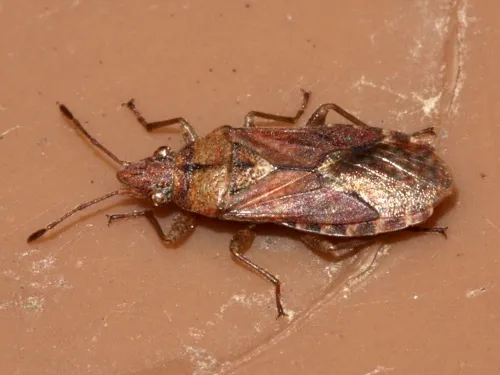 Orsillus depressus - photo 3
