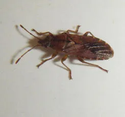 Orsillus depressus - photo 6
