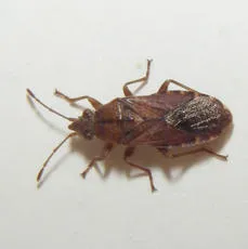 Orsillus depressus - photo 7