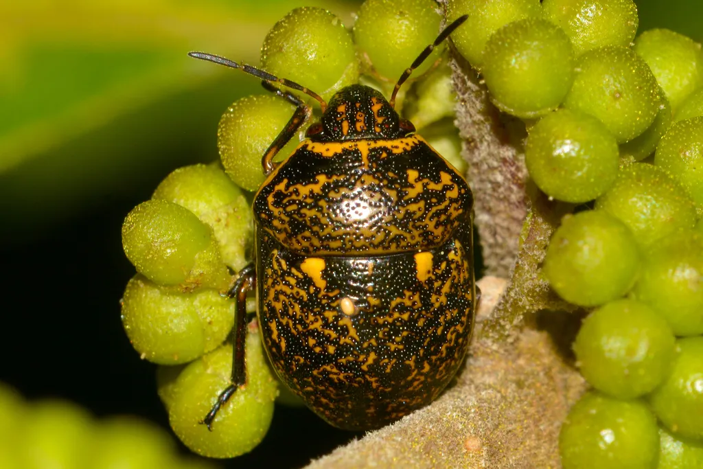 Orsilochides guttata