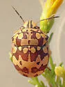 Orsilochides scurrilis