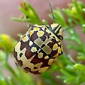Orsilochides scurrilis - photo 2