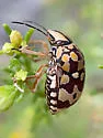 Orsilochides scurrilis - photo 3