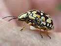 Orsilochides scurrilis - photo 4