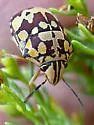 Orsilochides scurrilis - photo 5