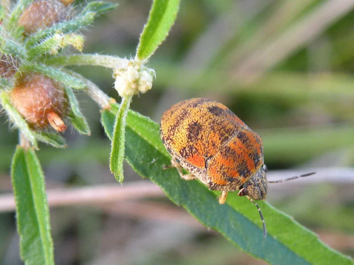 Orsilochides stictica