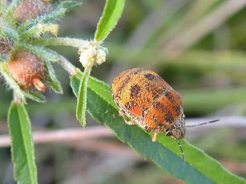 Orsilochides stictica - photo 2