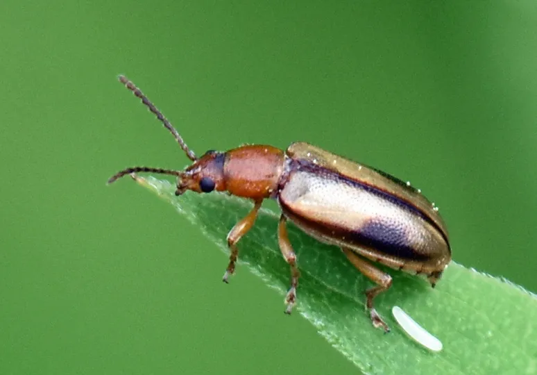 Orsodacne atra - photo 3