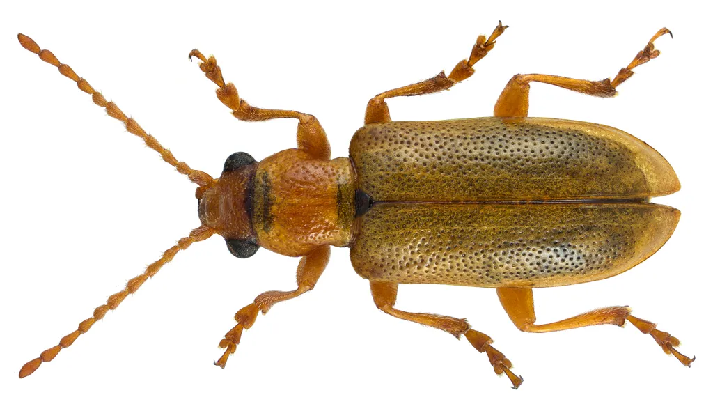 Orsodacne cerasi - photo 2