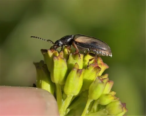 Ravenous Leaf Beetles - photo 2