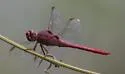 Carmine Skimmer