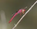 Carmine Skimmer - photo 2