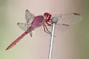 Carmine Skimmer - photo 3