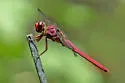 Carmine Skimmer - photo 4