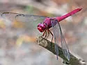 Carmine Skimmer - photo 5