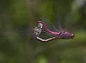 Antillean Skimmer