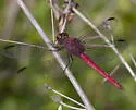 Antillean Skimmer - photo 2