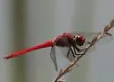 Antillean Skimmer - photo 3