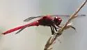 Antillean Skimmer - photo 4