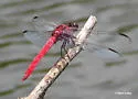 Antillean Skimmer - photo 5
