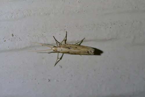 Orthenches chlorocoma