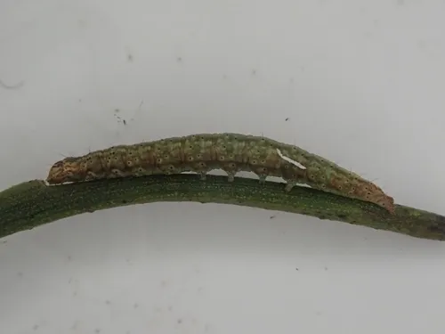 Orthenches chlorocoma - photo 3