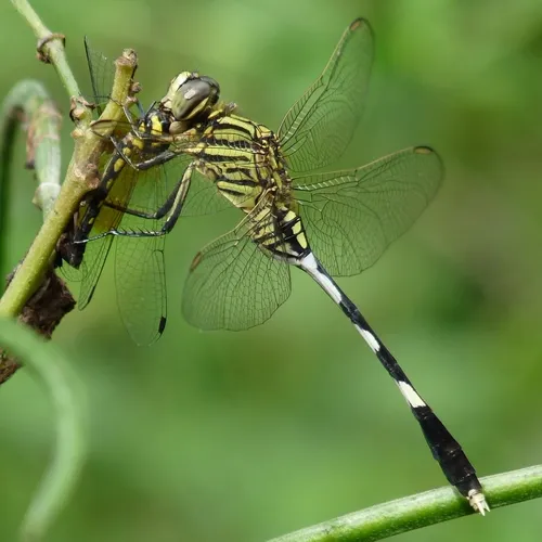 Slender Skimmer